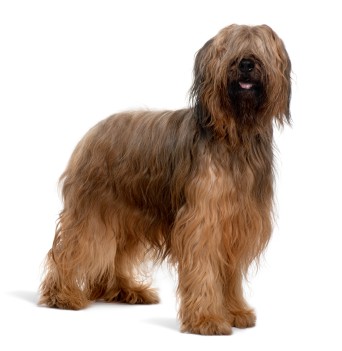 Briard